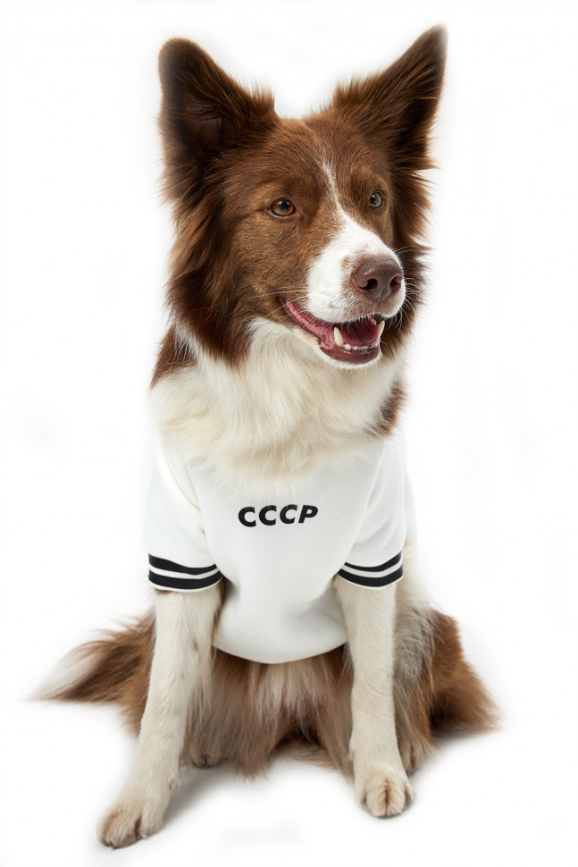 Толстовка для собак LionPets LPK-0435