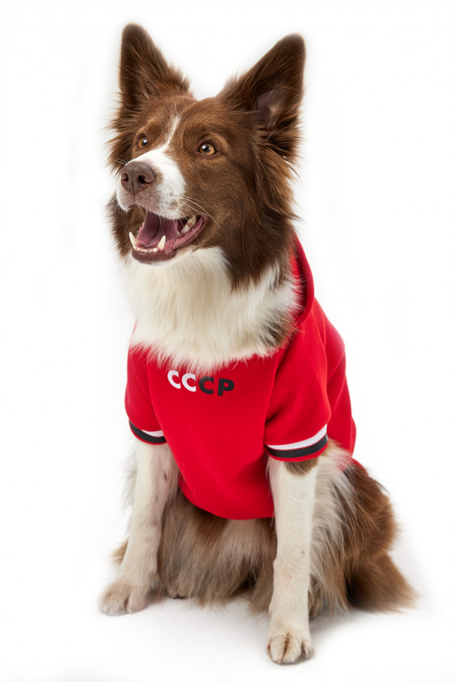 Толстовка для собак LionPets LPK-0436